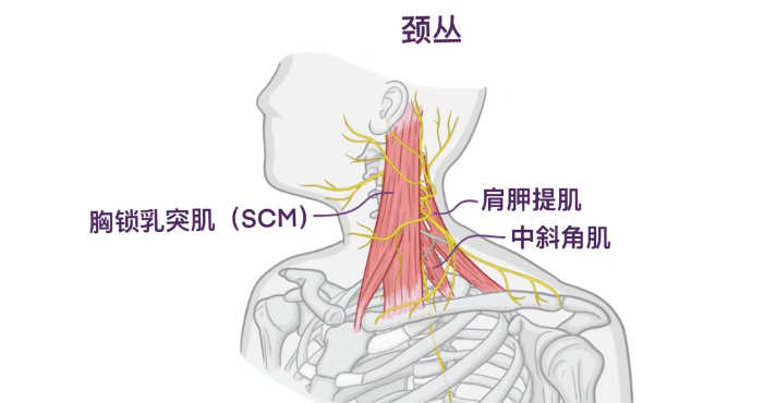 人体解剖学基础:颈丛 - 知乎