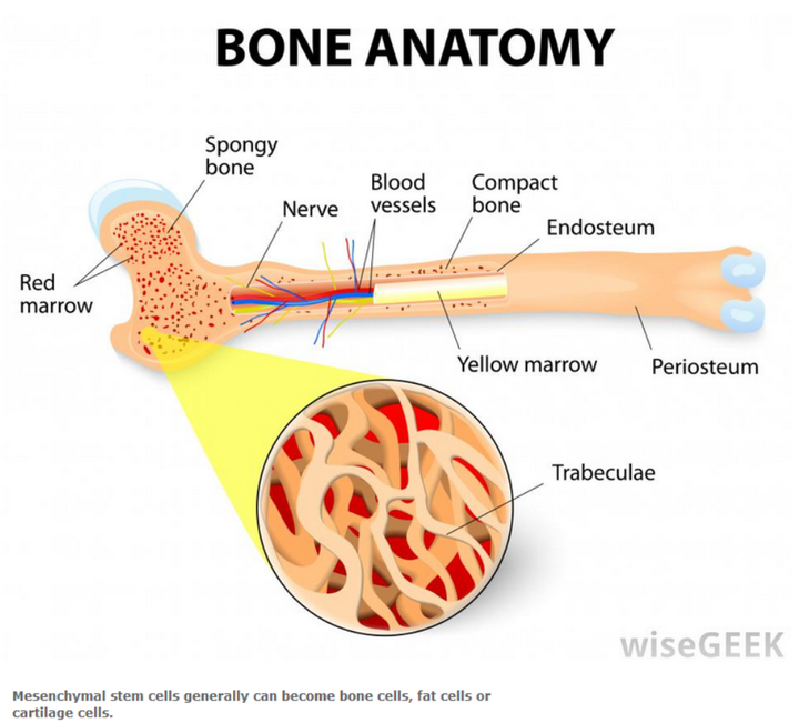 骨髓芯片-骨髓造血干细胞的体外生物生理学 - 知乎