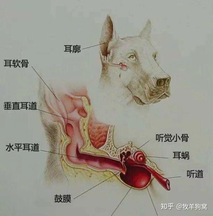 医院实录犬耳道清理
