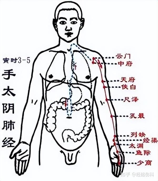 如何科学的解释经络?注意