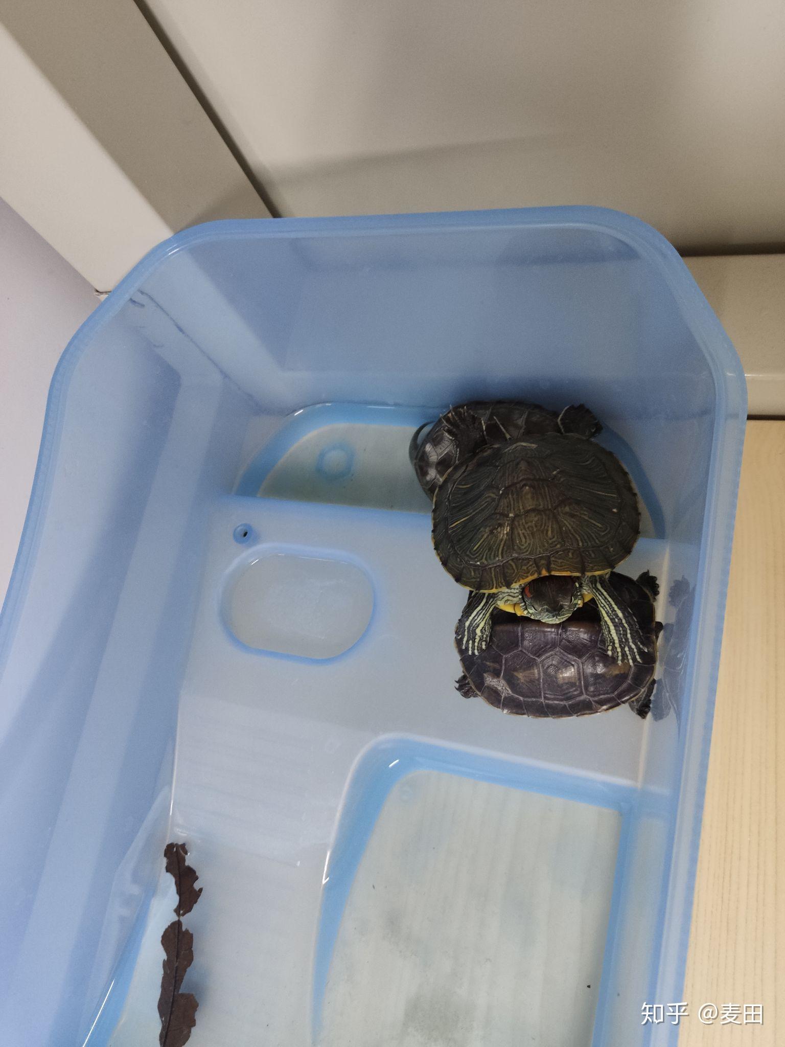 乌龟睡觉的姿势图片图片