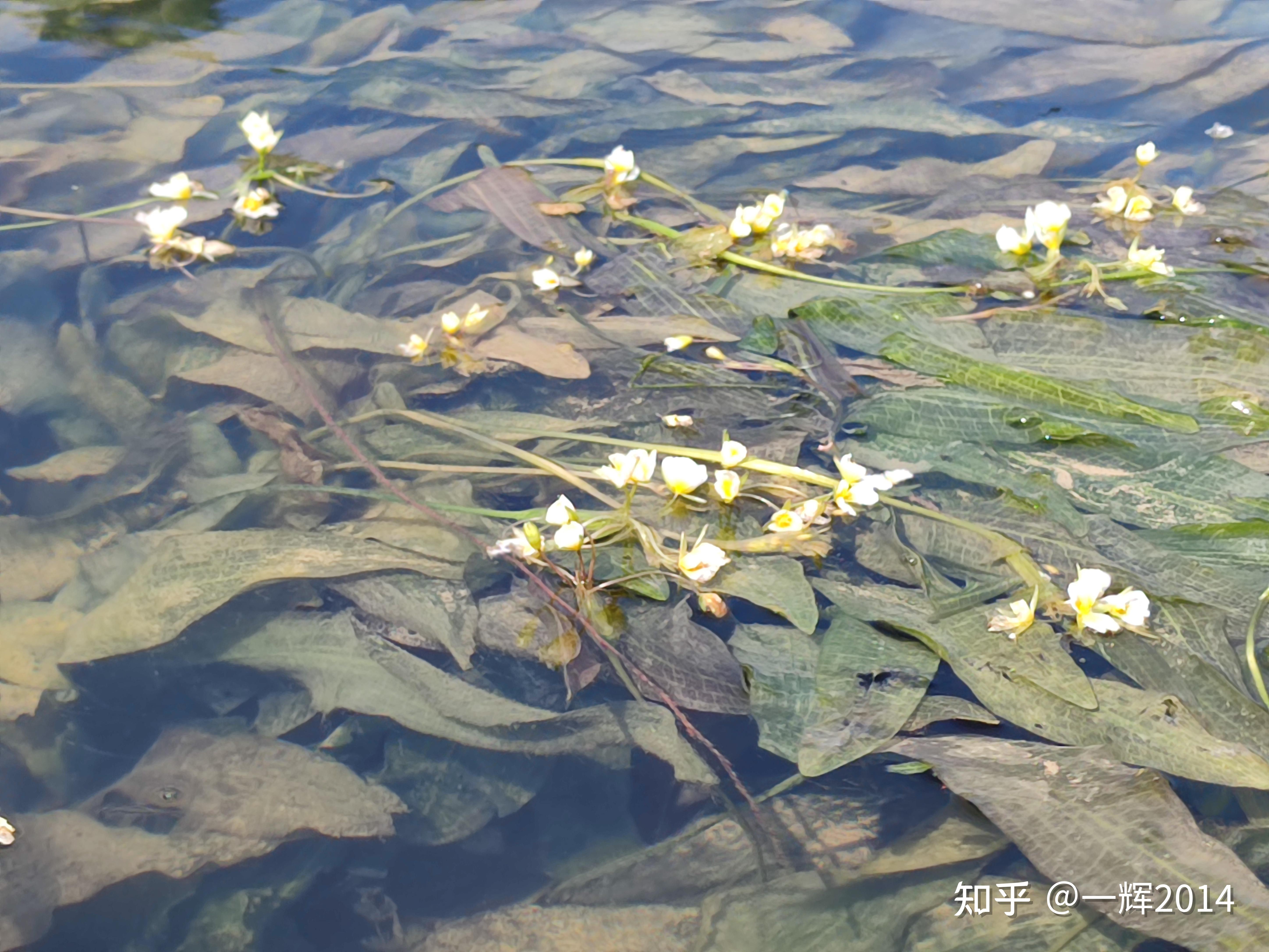 广西都安澄江海菜花