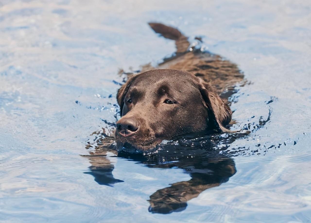 最会游泳的6大狗狗每一只都是金牌教练狗