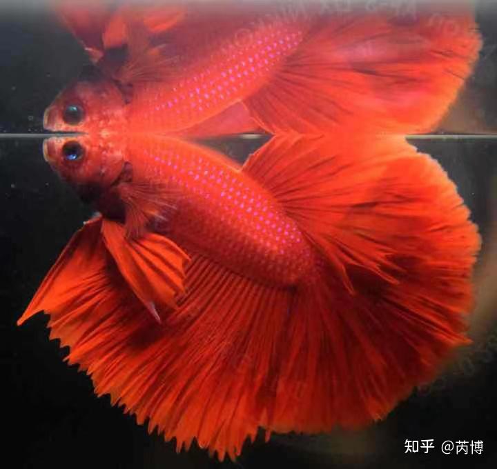 斗鱼分类 - 知乎