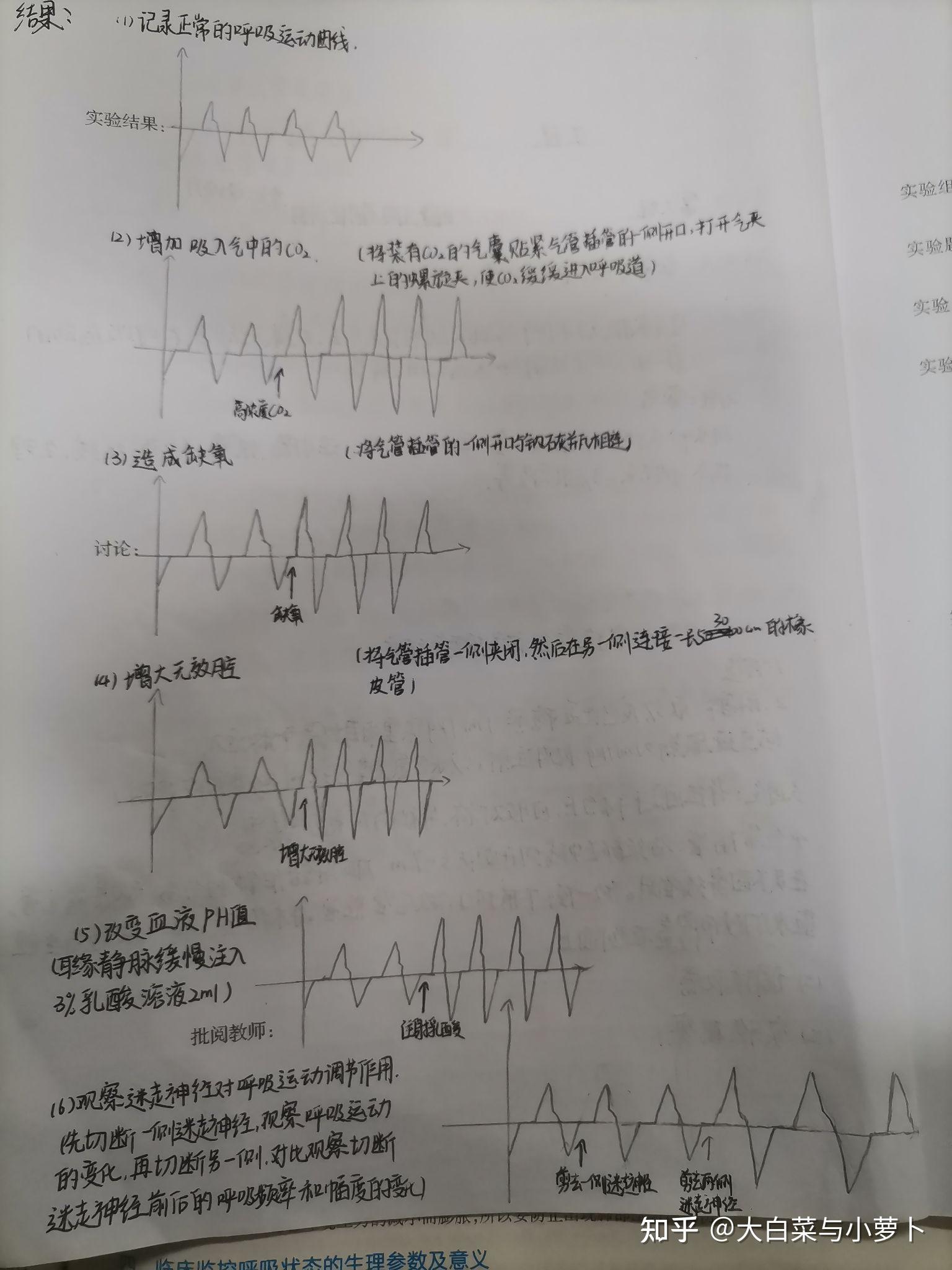 家兔呼吸运动曲线图片