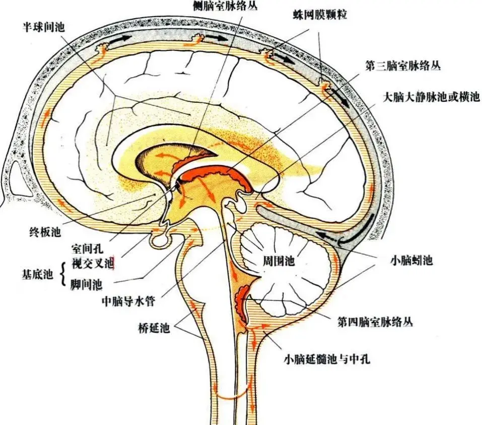 最后,csf经蛛网膜颗粒渗入硬脑膜窦(主要是上矢状窦),回流入血