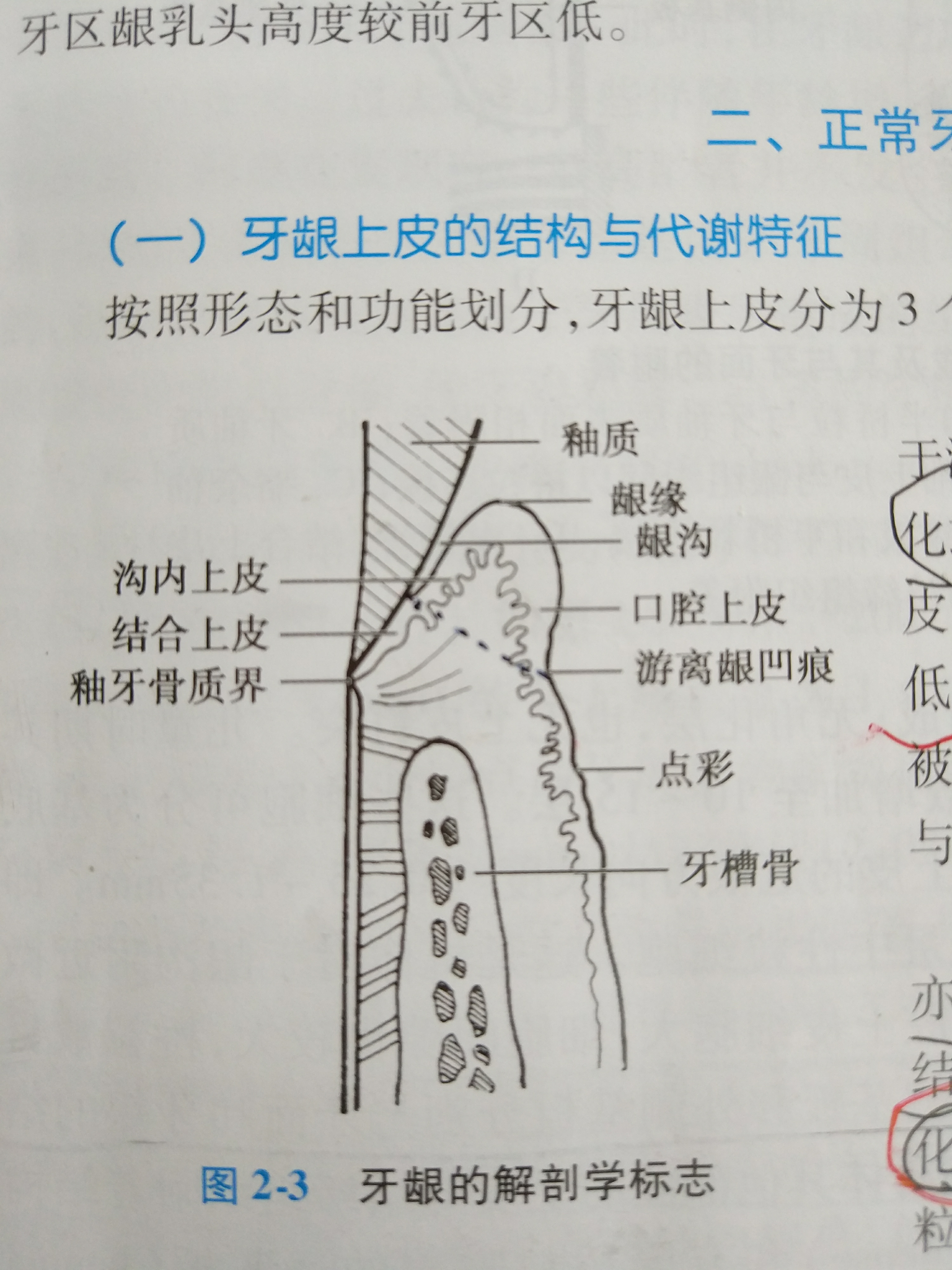 角化龈和附着龈图片图片