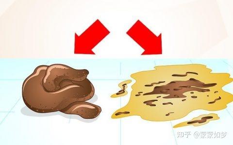 猫咪狗狗软便稀便,作为铲屎官第一时间怎么帮助你家爱宠宝贝。 - 知乎