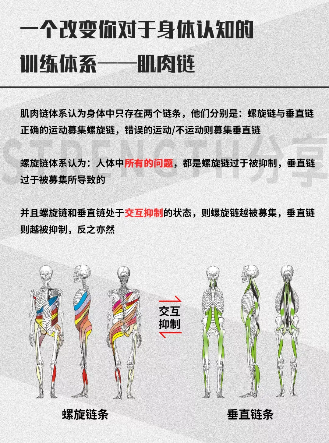 巧妙学习肌肉螺旋链训练动作秘诀跟着口令做好训练