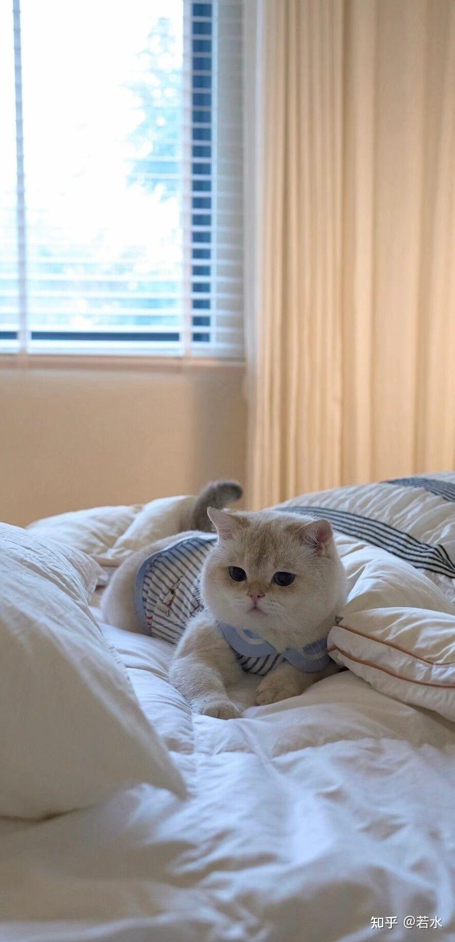 有哪些好看的关于猫咪的微信聊天背景图值得分享?