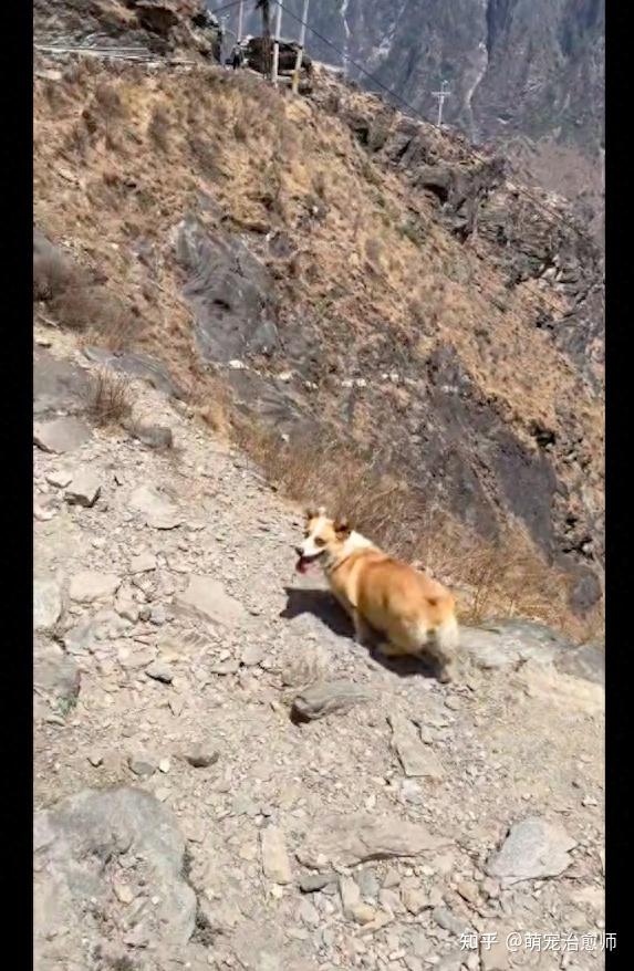 柯基跟主人一起徒步爬山,回来累得倒在地就睡着了,真是累成狗了 - 知乎