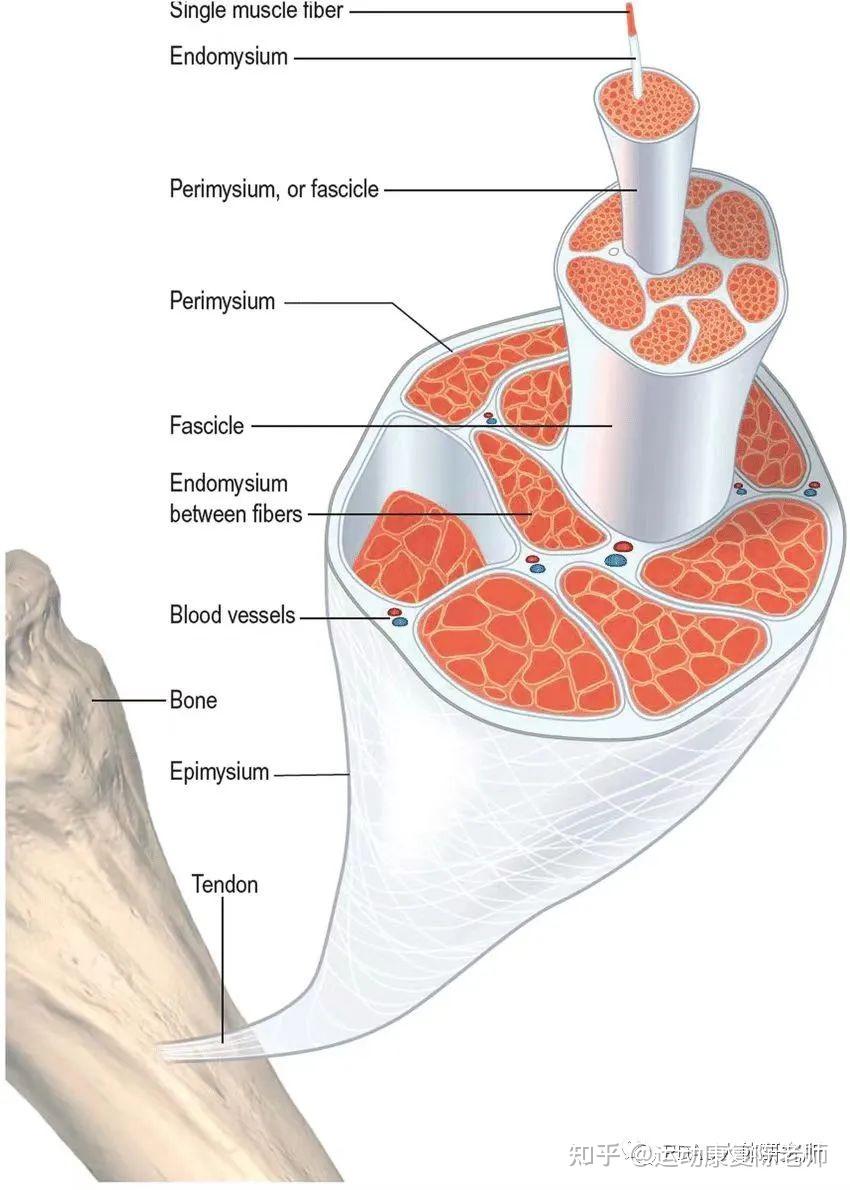 为什么筋膜与疼痛有关系? - 知乎