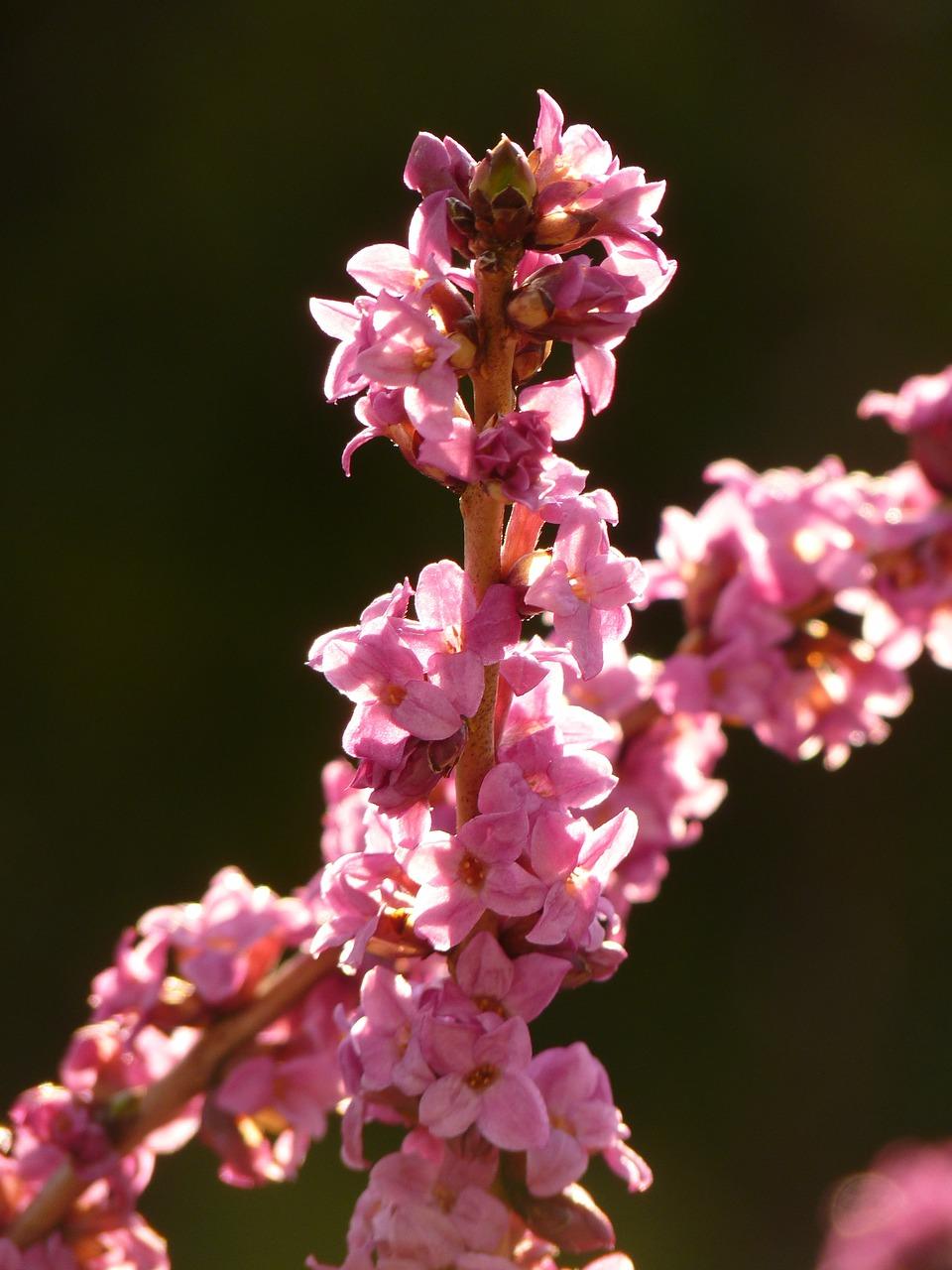 什么开花十里香