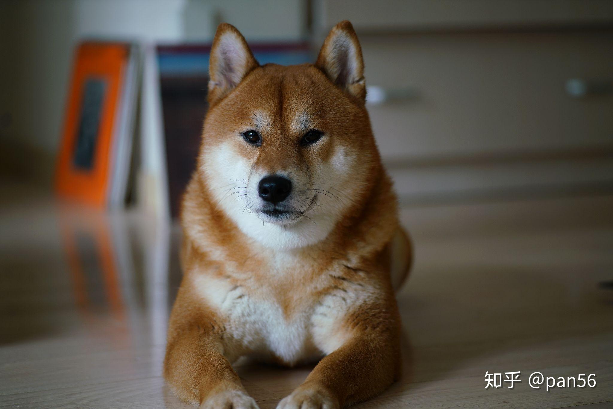 多少人的柴犬养着养着变成了狐狸? - 知乎