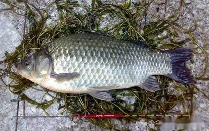 夏季钓鲫鱼七大绝招,只需掌握这七点,轻松钓到大鲫鱼!
