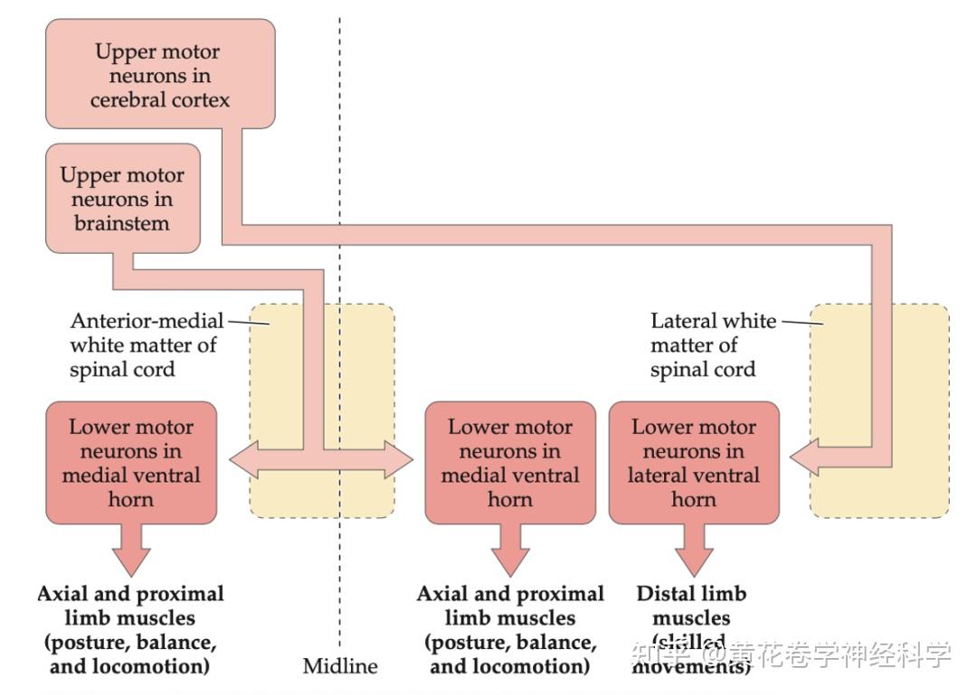 上运动神经元的结构与功能 |BICCN大脑细胞图谱计划 - 知乎