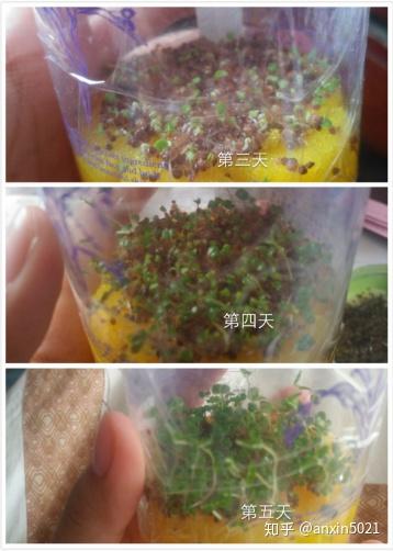 海藻颗粒是什么东西来源的 是什么植物的种子 海藻的功效与作用禁忌究竟是什么 知乎