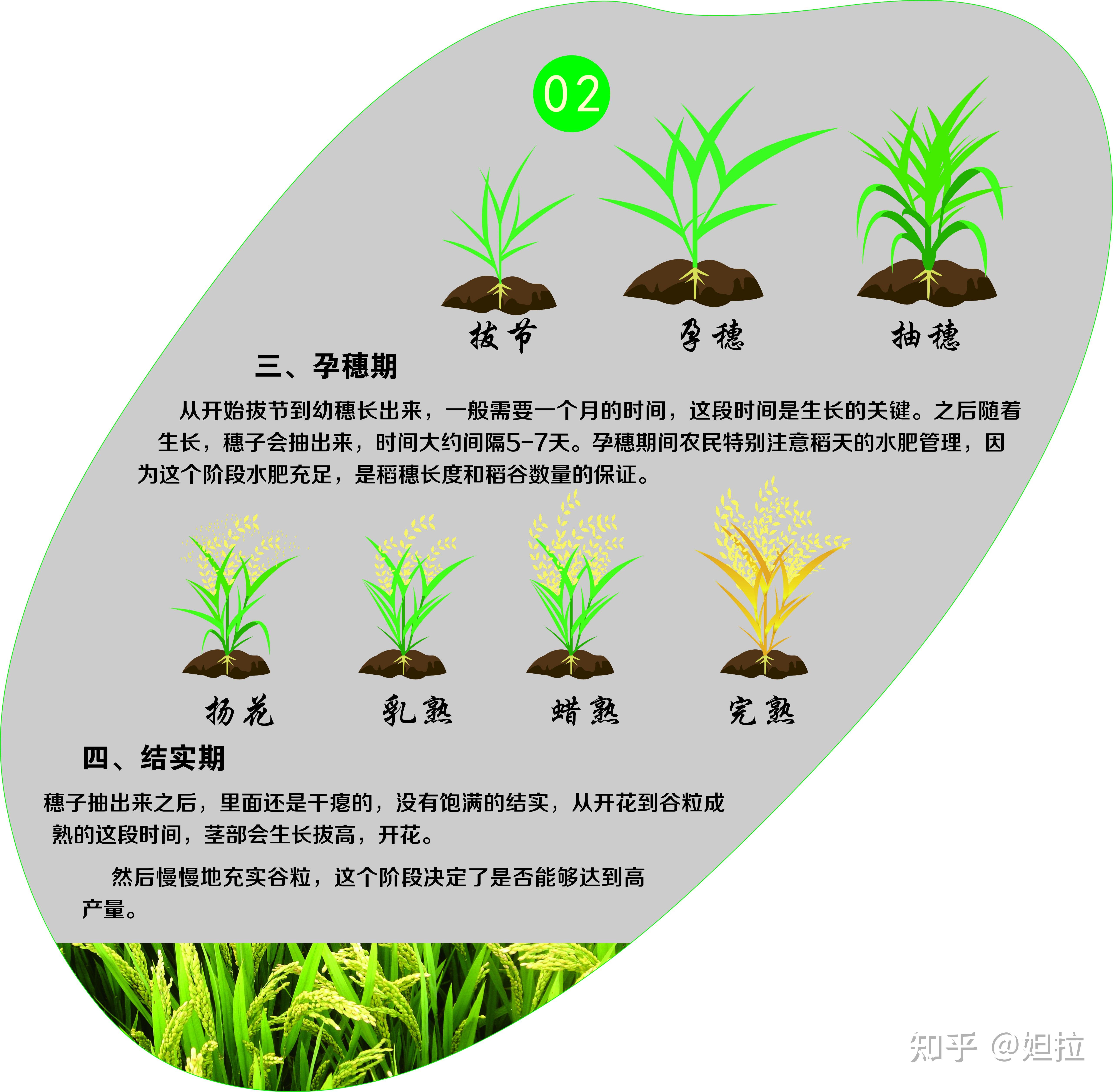 水稻的成长过程图画图片