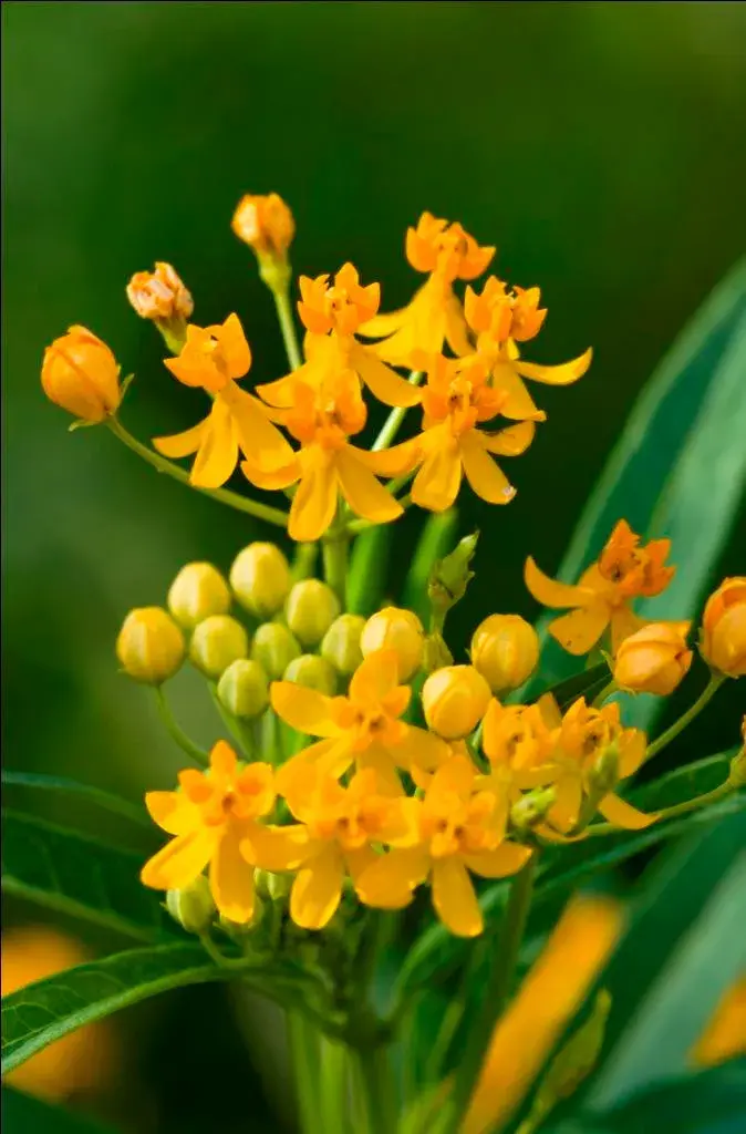 马利筯可入药专治各种辣手摧花花名册no00010