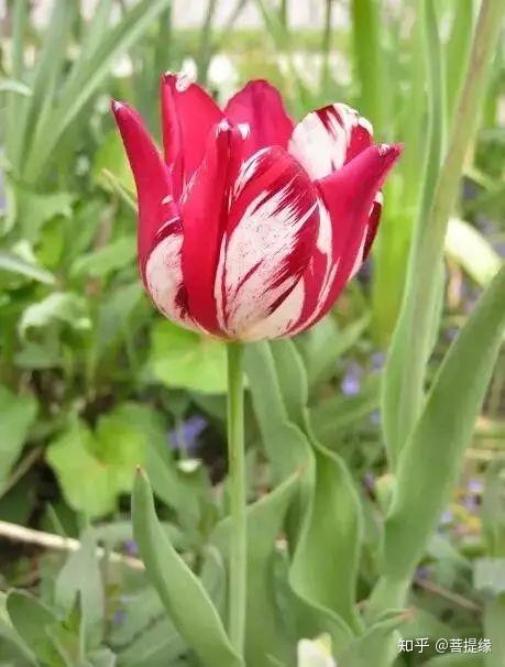 天价!天价!名贵植物排行,令人大开眼界-名贵植物图片