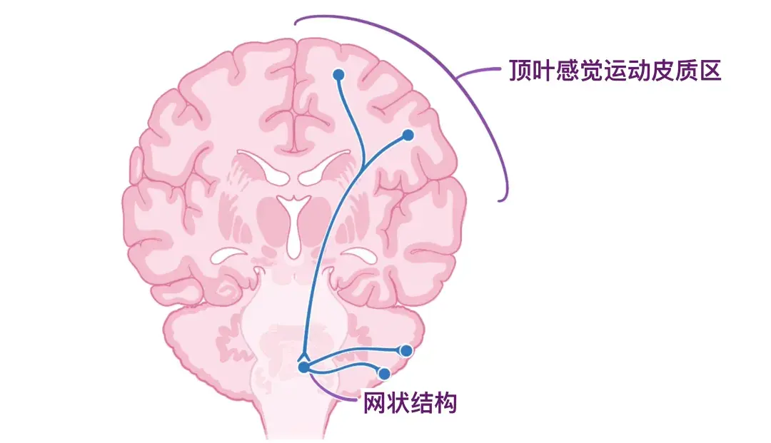 人体解剖学基础:小脑 - 知乎