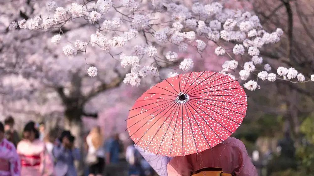 樱花对于日本文化是怎样的一种存在