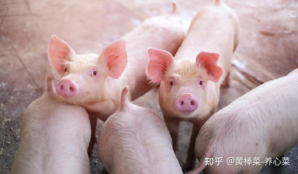 多少斤算标猪 v2-f204e1fb158daddf6fc8aaf1c1d92870_r.jpg