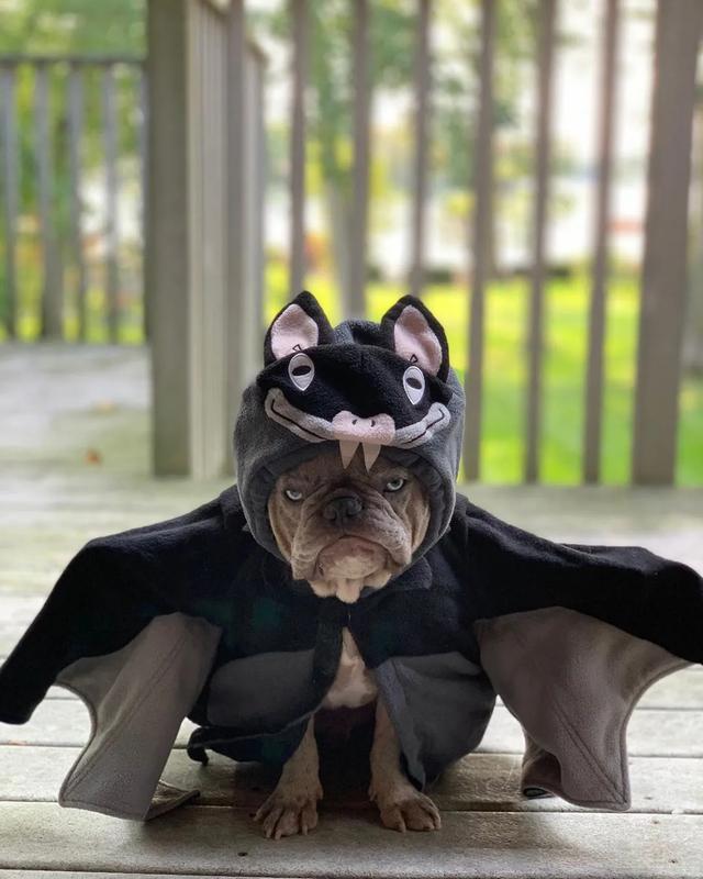 斗牛犬另辟蹊径以丑照爆红网络狗狗笑一下算我输