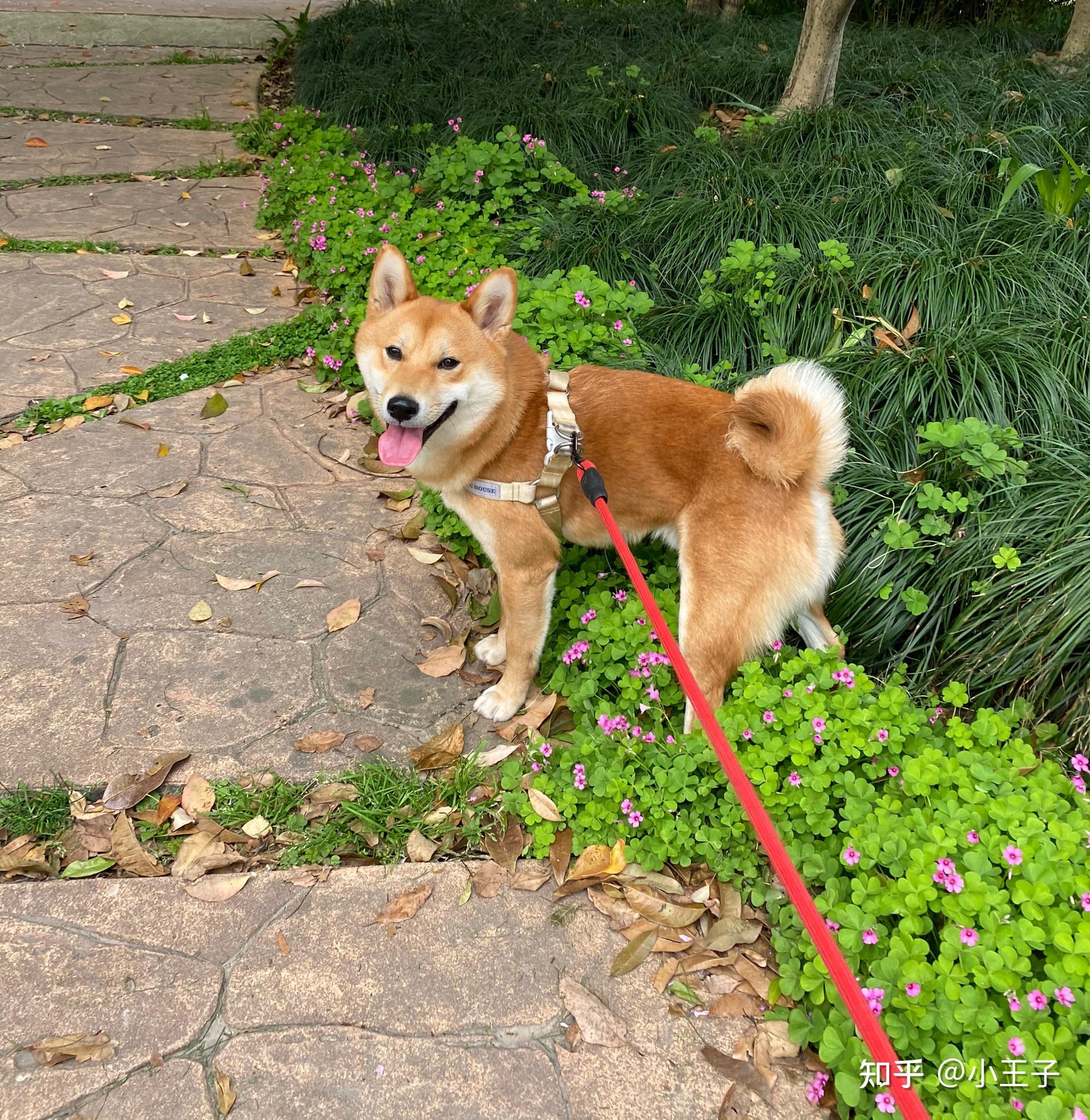 五个月大的柴犬怎么这么丑? - 知乎