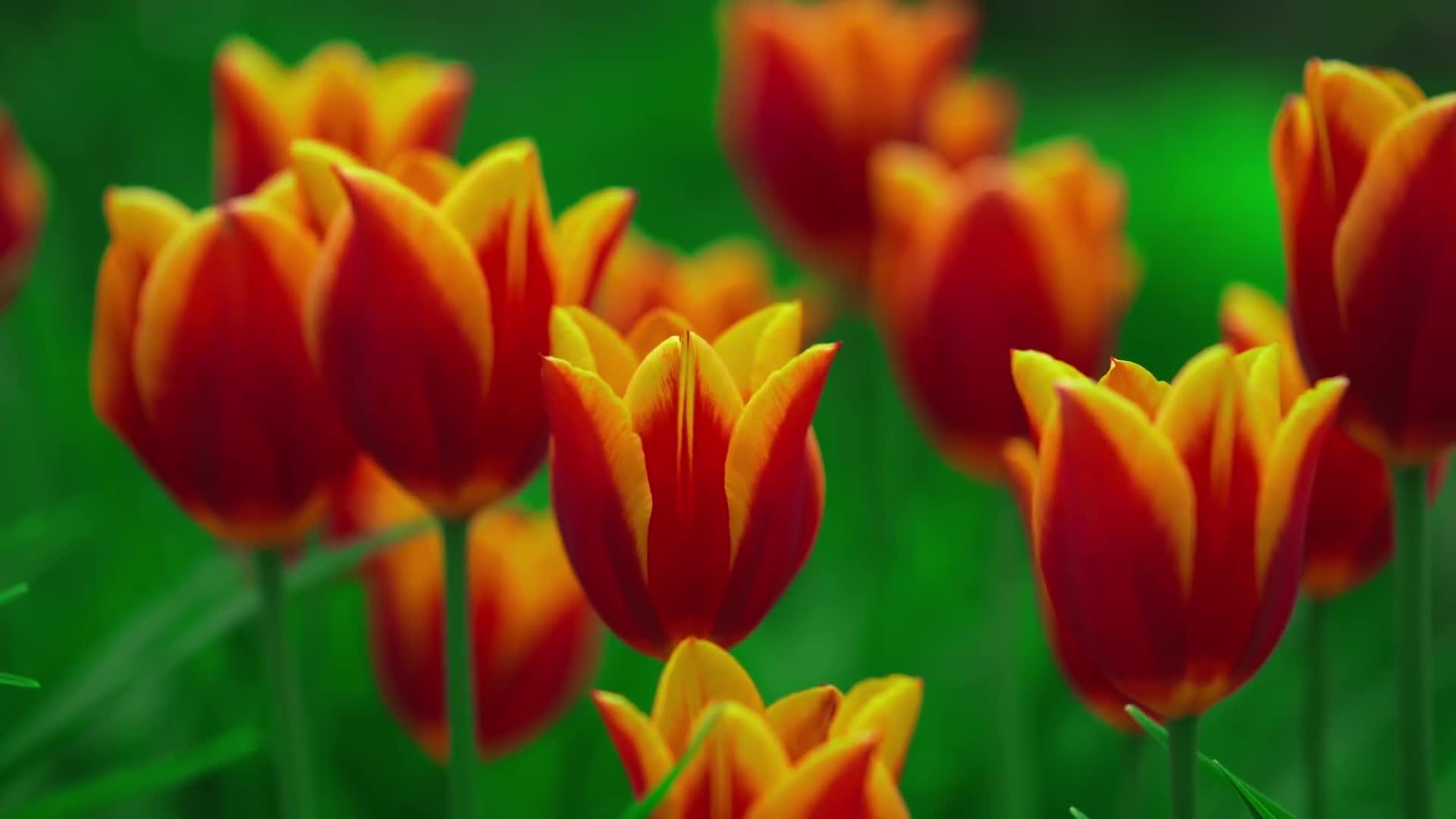 感受大自然的魅力夏日里的蝴蝶和鲜花一