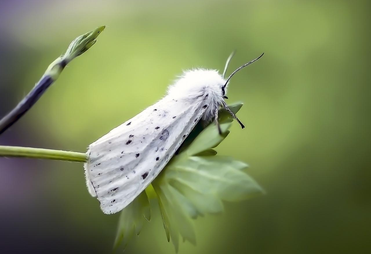4. 面蛾子驱除秘诀