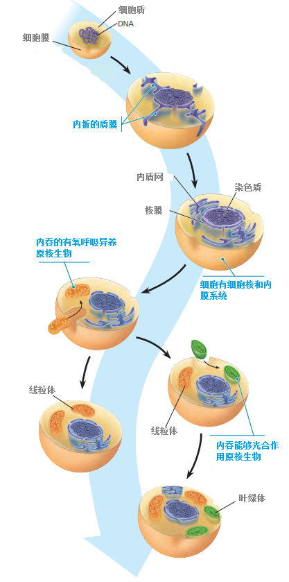原核细胞如何进化为真核细胞?