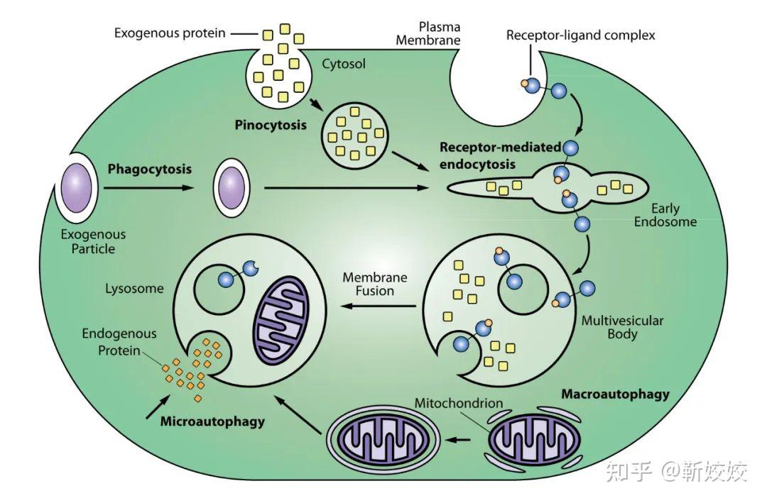 【Nat Commun】3i晶格光片显微镜辅助构建全细胞层面的内体（endosome）群体成熟模型 - 知乎