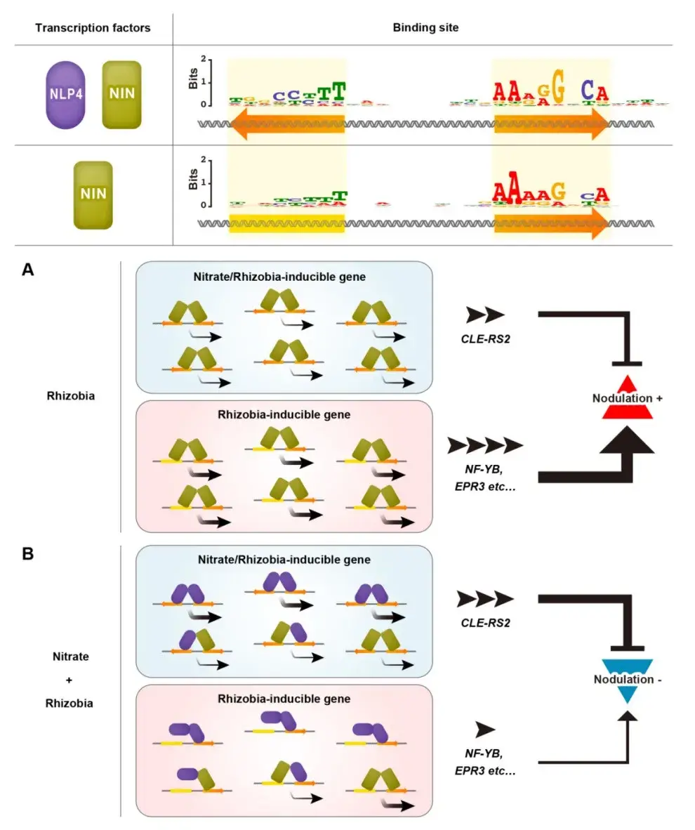 plant-cell-nlp