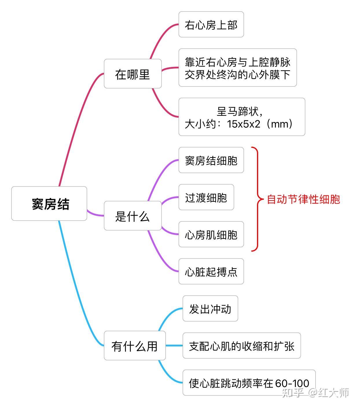 窦房结图解图片