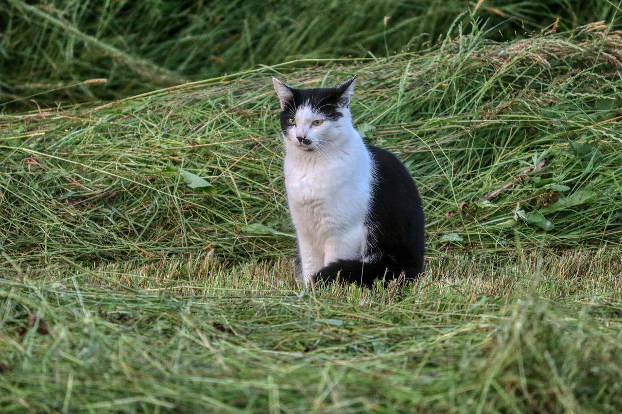 刺猬紫檀沙发保养方法