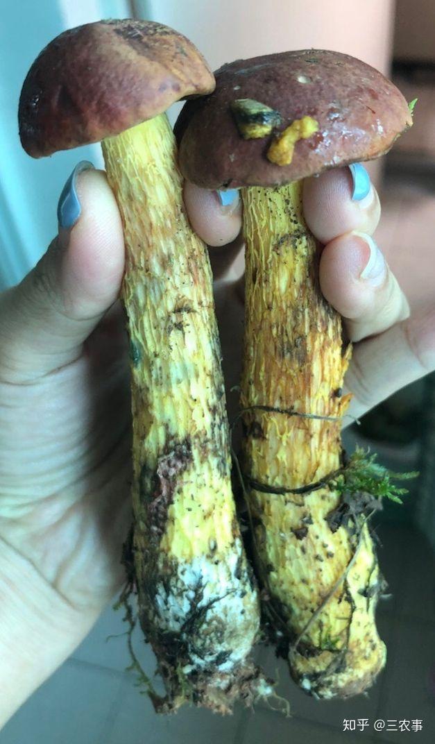 五,网孢牛肝菌铅绿褶菇是一种常见的剧毒蘑菇之一,同时也是毒蘑菇事件