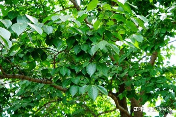 带你识别杜仲 - 知乎