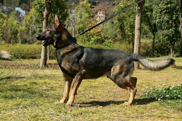 关于德牧的弓背平背品系血统