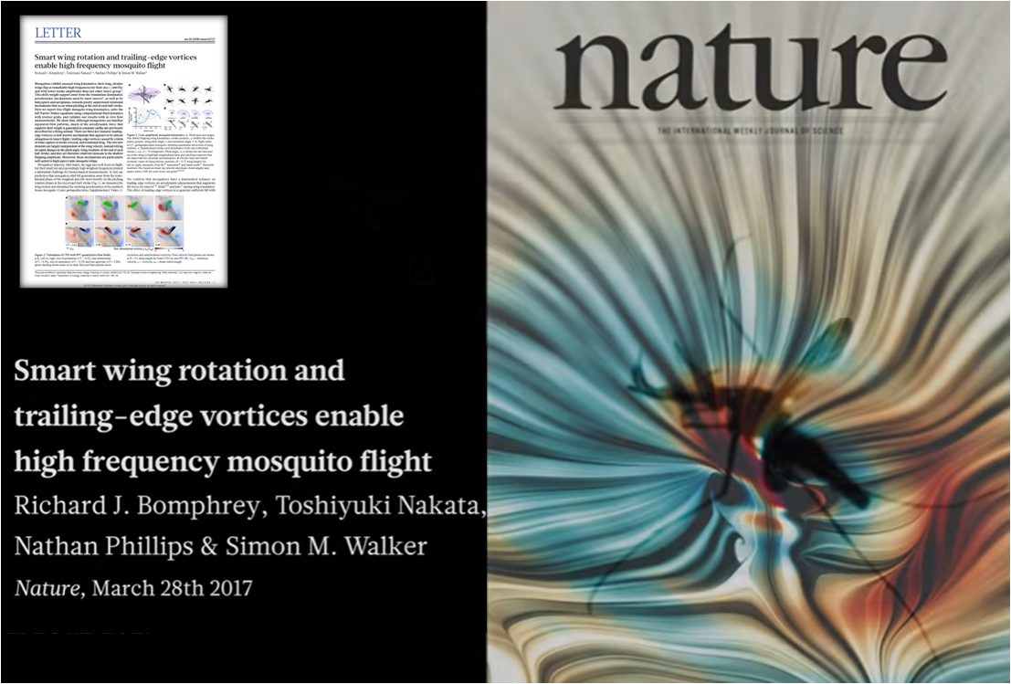 Nature 蚊子到底怎么扇翅膀的 知乎 Nature 蚊子到底怎么扇翅膀的 知乎