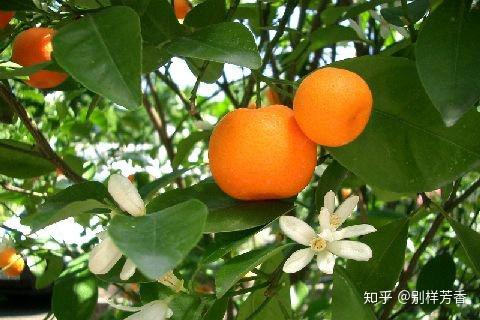 别样单方——红桔精油 - 知乎