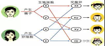 胎儿性别是在什么时候决定的 知乎