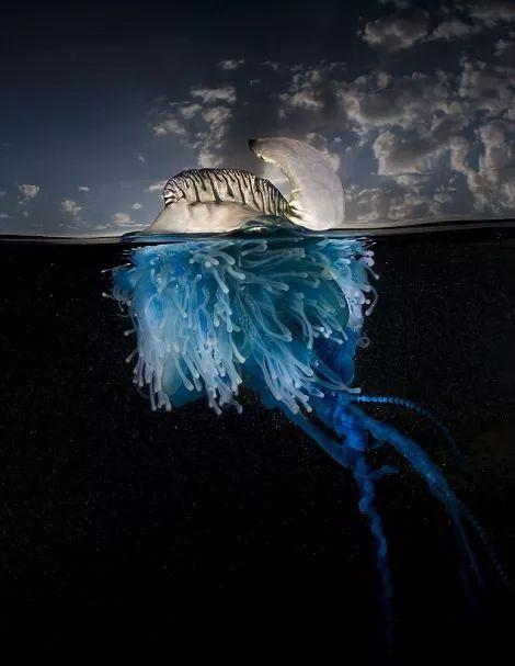 我的爱好是拍摄剧毒的僧帽水母