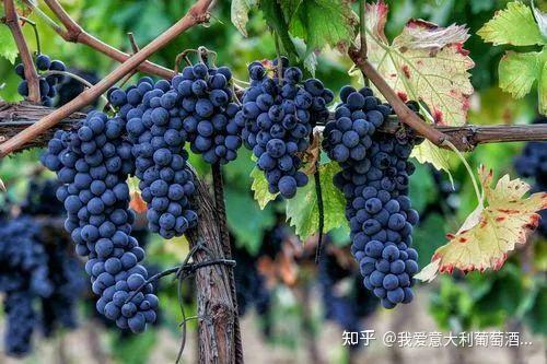 Sagrantino 萨格兰蒂诺:单宁之王 - 知乎