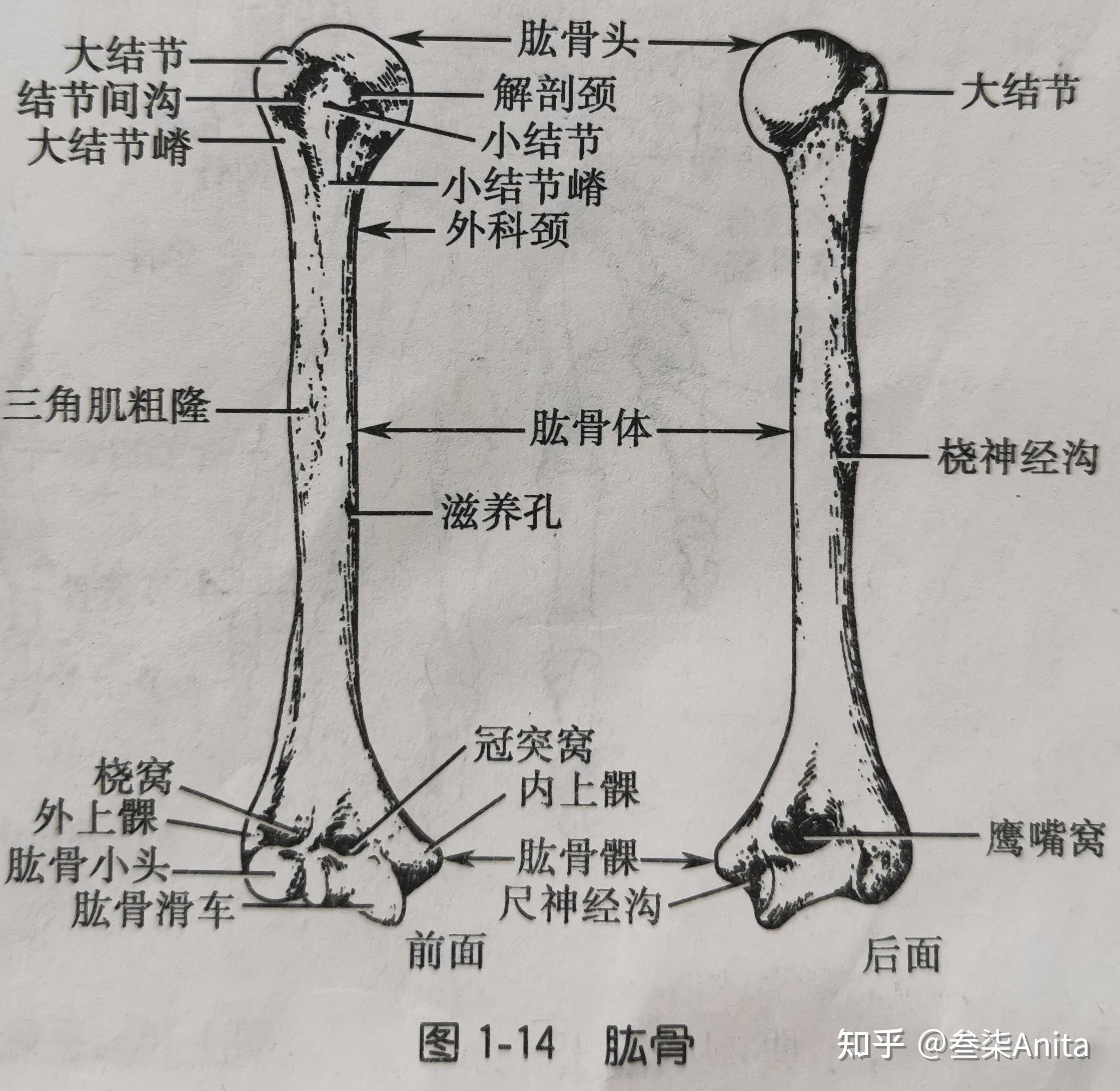 中间和侧面倾斜地左侧视图)下肢骨骼概述(右侧图)右股骨(前面观与后面