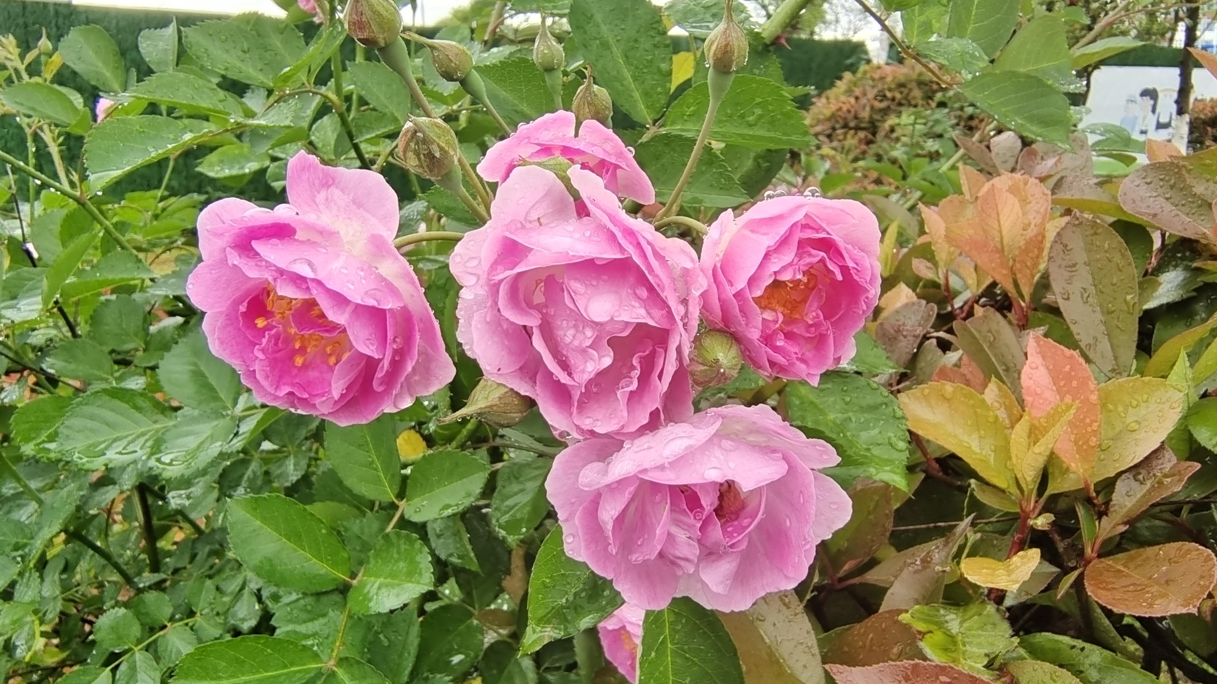 美丽吉安之赏花系列七姊妹花开艳丽