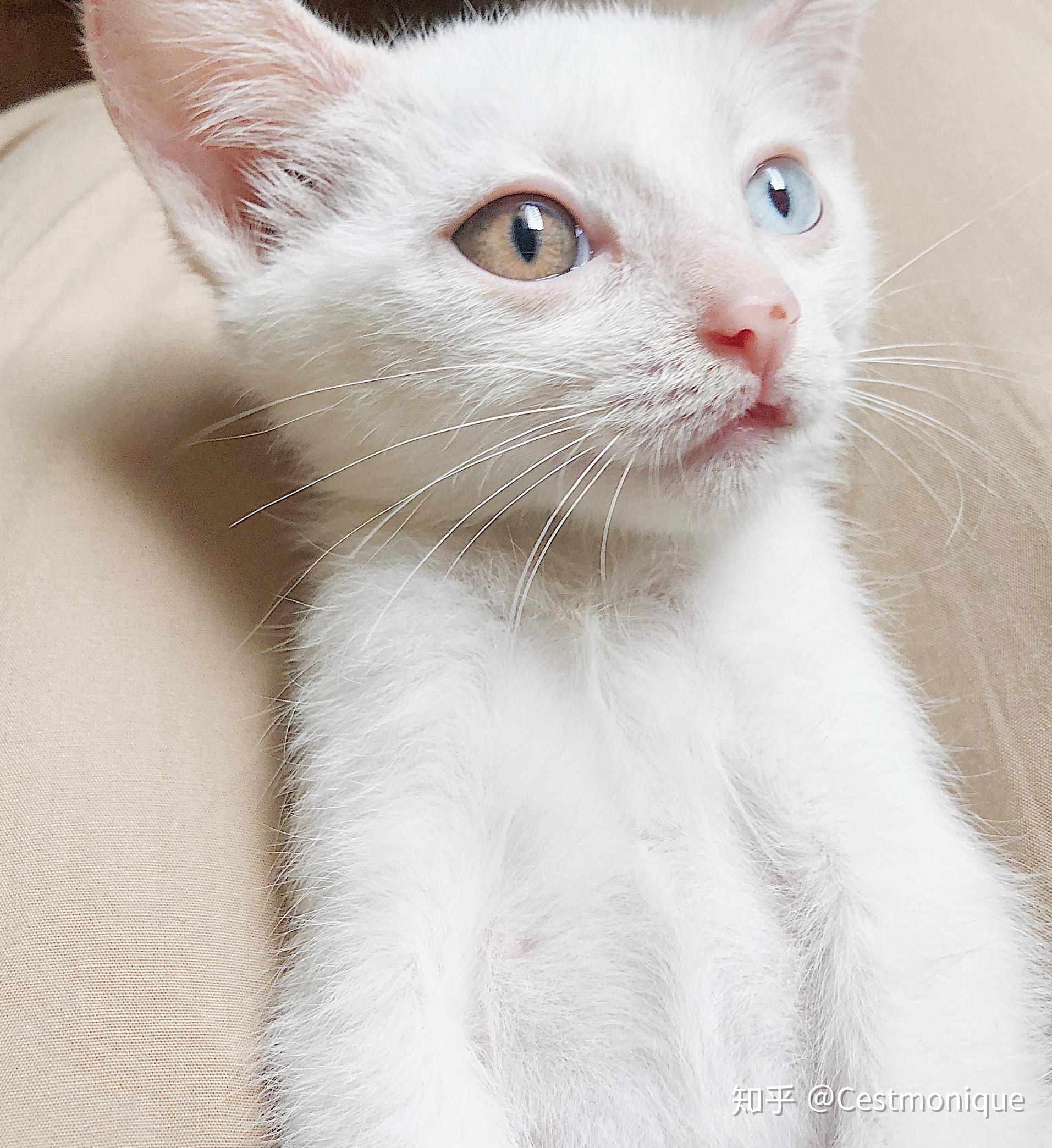 养一只异瞳猫是一种什么体验