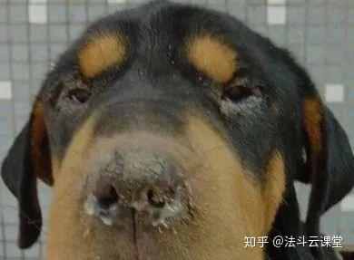 必看 致死率超高的 犬瘟热 治疗与预防 知乎