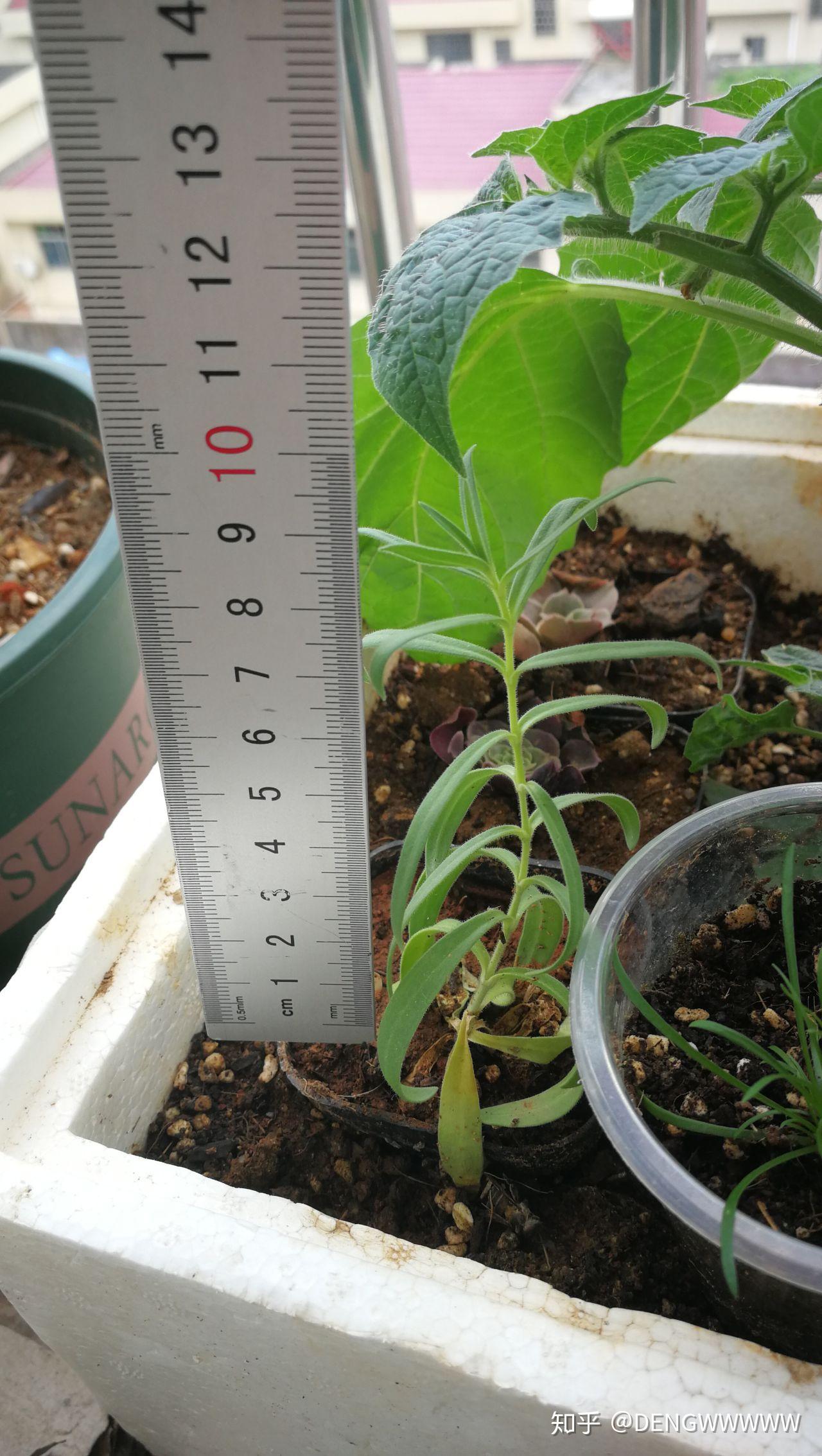 满天星幼苗长什么样?