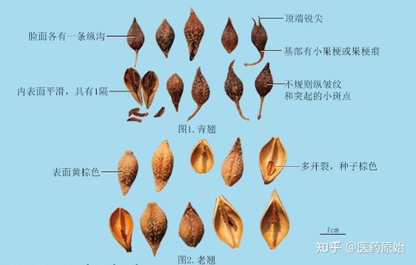 带你识别连翘 - 知乎